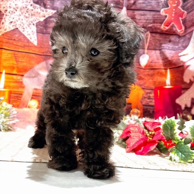 福岡県のトイプードル(タイニー) (犬の家＆猫の里トリアス久山店/2025年10月16日生まれ/男の子/シルバー)の子犬の4枚目の画像