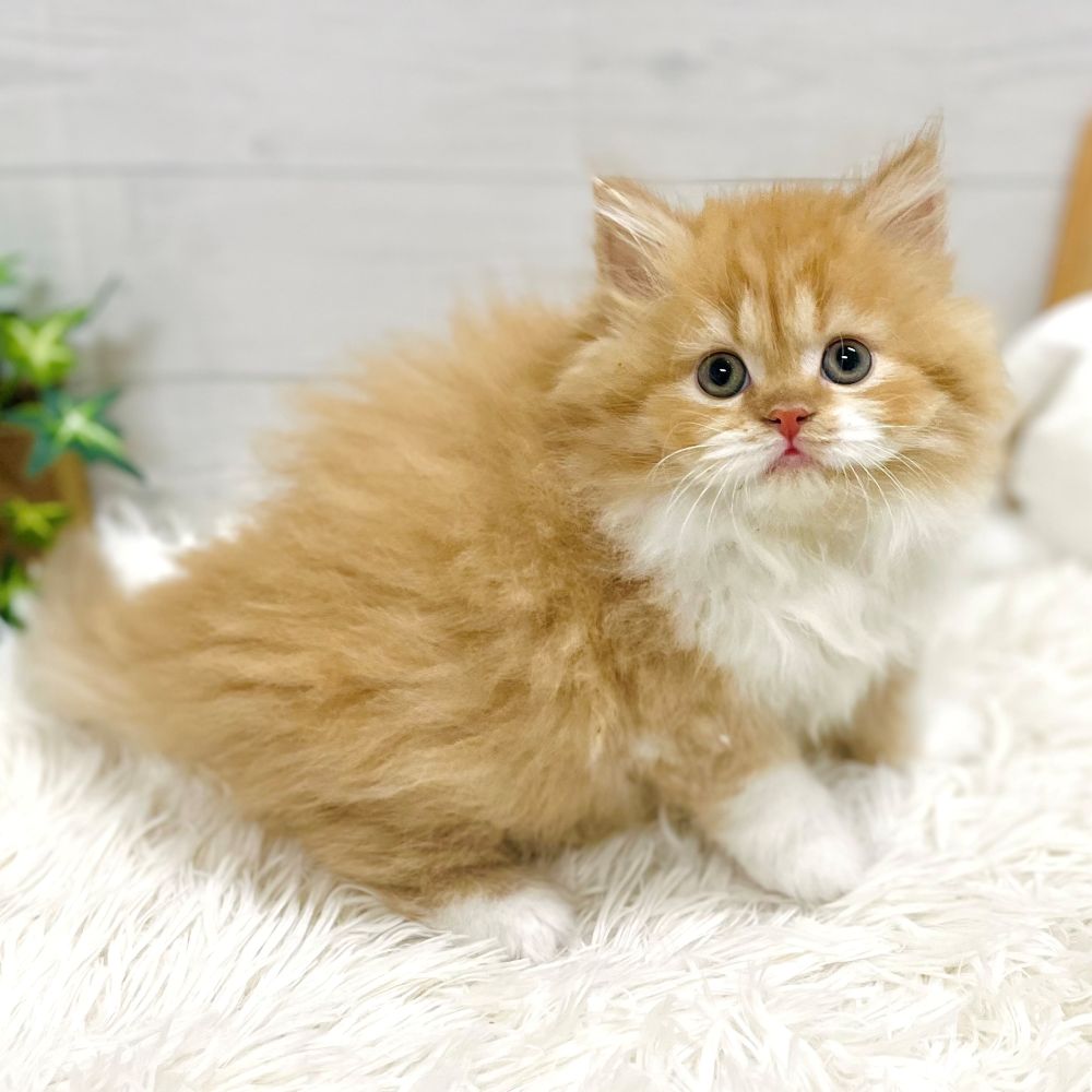 愛知県のスコティッシュストレート (犬の家＆猫の里豊田店/2025年10月21日生まれ/女の子/レッドタビーホワイト)の子猫の4枚目の画像