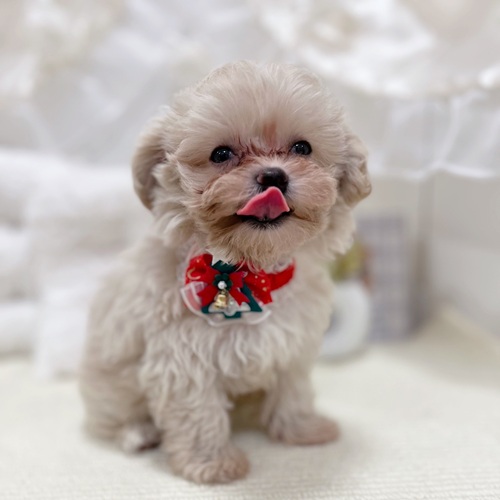 岐阜県のマルプー(マルチーズ×プードル) (犬の家＆猫の里カラフルタウン岐阜店/2025年10月20日生まれ/男の子/クリーム)の子犬の4枚目の画像