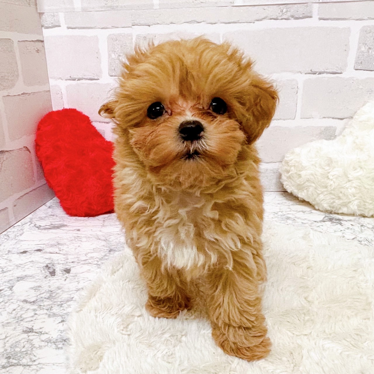 京都府のマルプー(マルチーズ×プードル) (犬の家＆猫の里京都精華店/2025年10月20日生まれ/女の子/アプリコット)の子犬の4枚目の画像