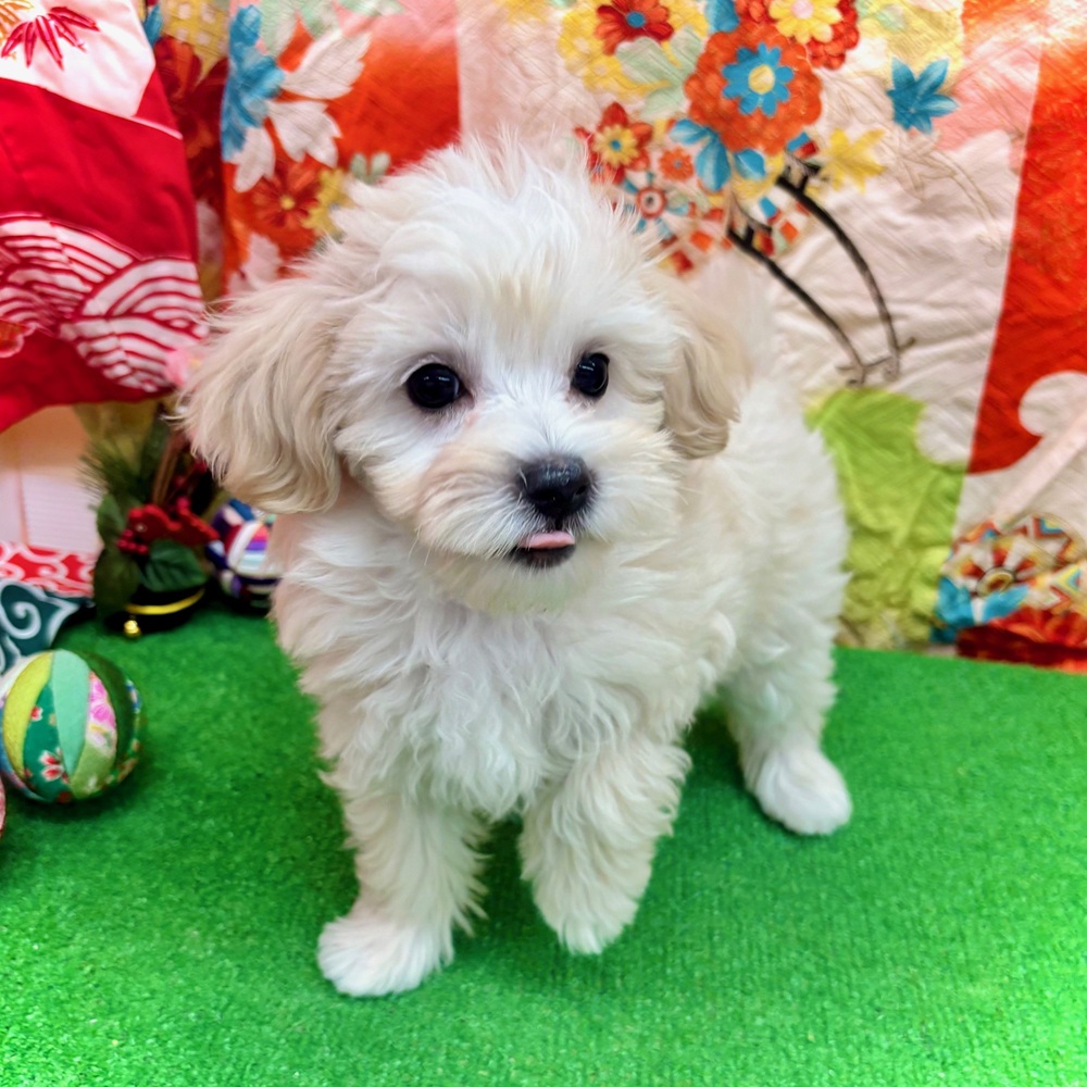 愛知県のマルプー(マルチーズ×プードル) (犬の家＆猫の里名古屋天白店/2025年10月20日生まれ/女の子/クリームホワイト)の子犬の4枚目の画像