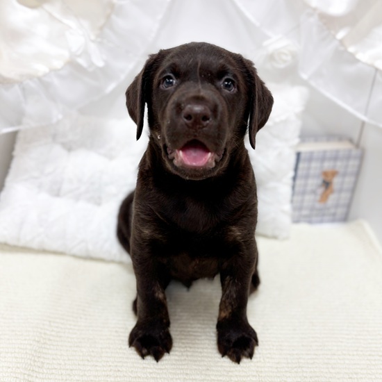 岐阜県のラブラドールレトリーバー (犬の家＆猫の里カラフルタウン岐阜店/2025年10月20日生まれ/男の子/チョコレート)の子犬の4枚目の画像