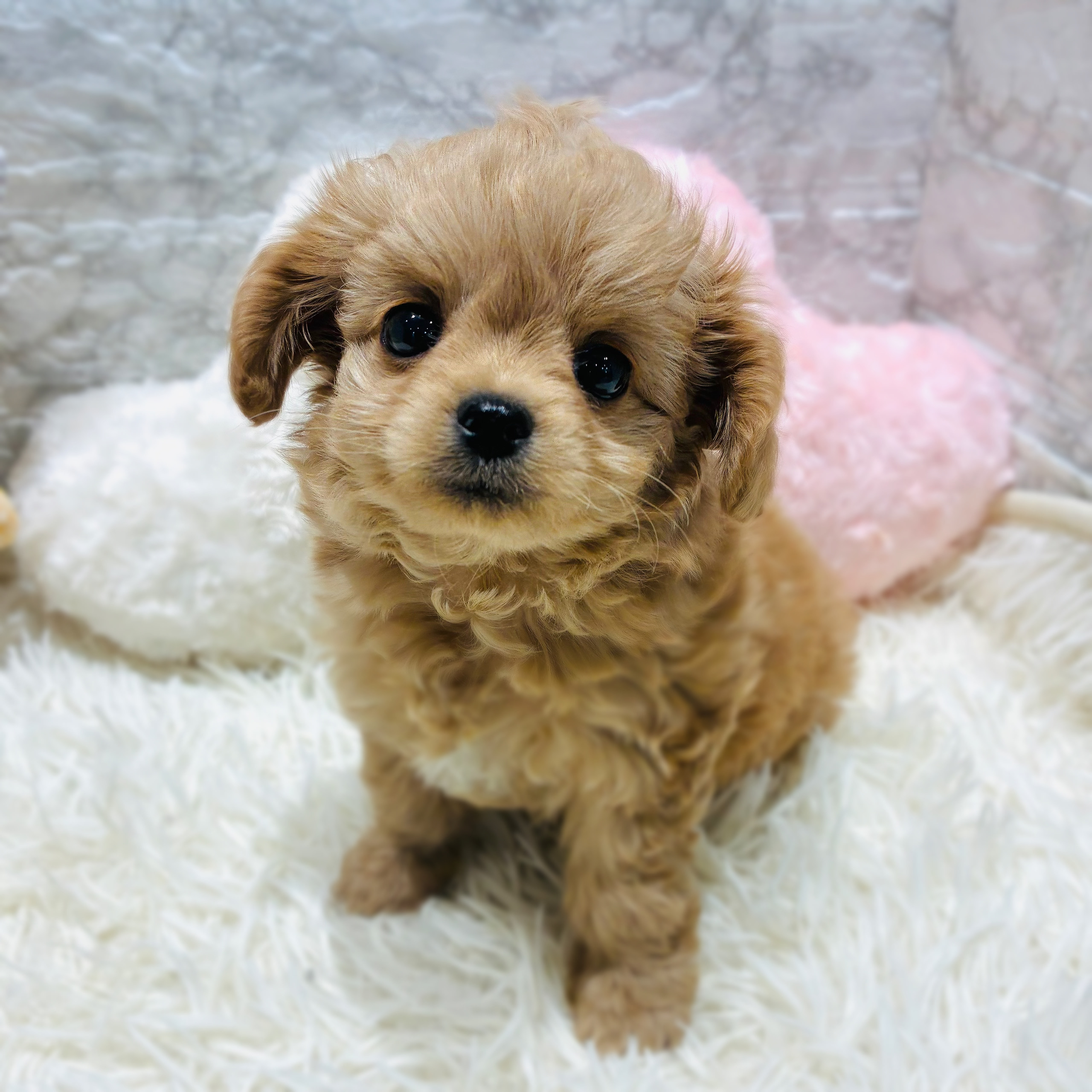 愛知県のチワプー/プーチー(チワワ×プードル) (犬の家＆猫の里MiO香久山店/2025年10月20日生まれ/男の子/アプリコット)の子犬の4枚目の画像