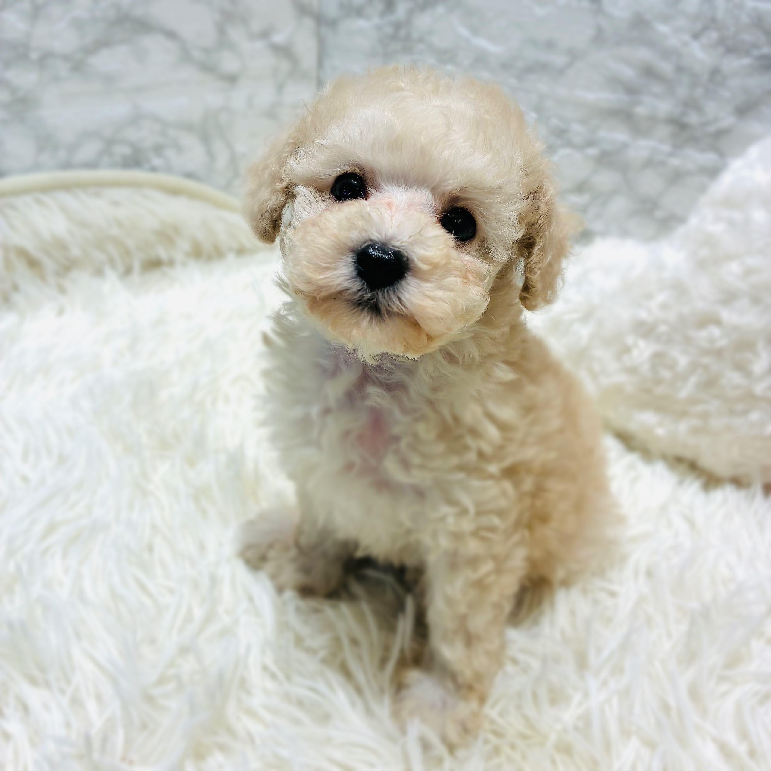 愛知県のトイプードル(トイ) (犬の家＆猫の里MiO香久山店/2025年10月20日生まれ/男の子/ホワイト)の子犬の4枚目の画像