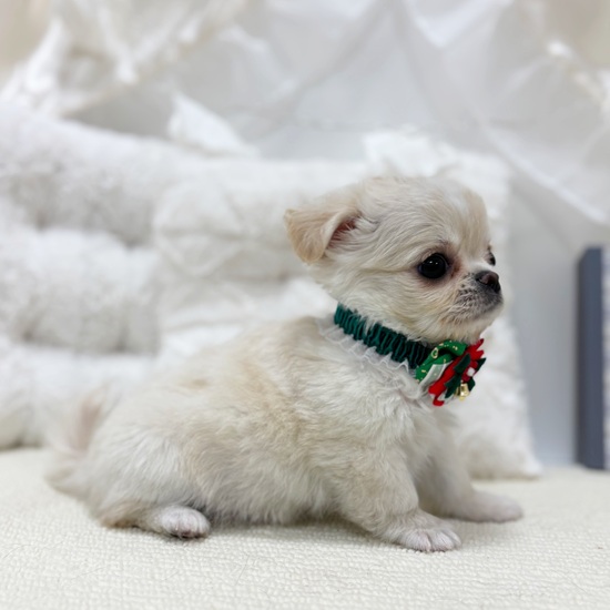 岐阜県のチワワ(ロング) (犬の家＆猫の里カラフルタウン岐阜店/2025年10月20日生まれ/男の子/クリームホワイト)の子犬の4枚目の画像