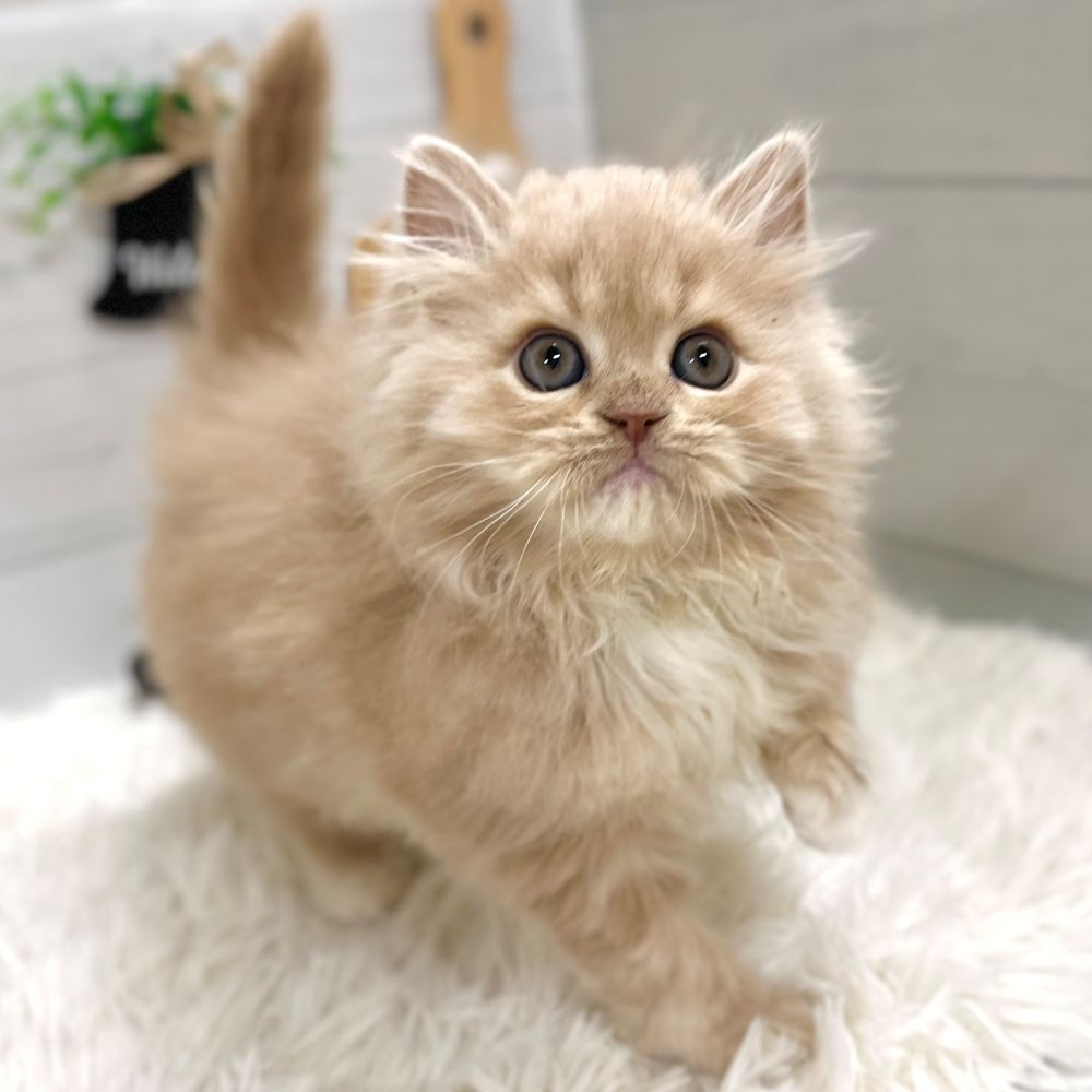 愛知県のミヌエット (犬の家＆猫の里豊田店/2025年10月20日生まれ/女の子/クリームタビーホワイト)の子猫の4枚目の画像