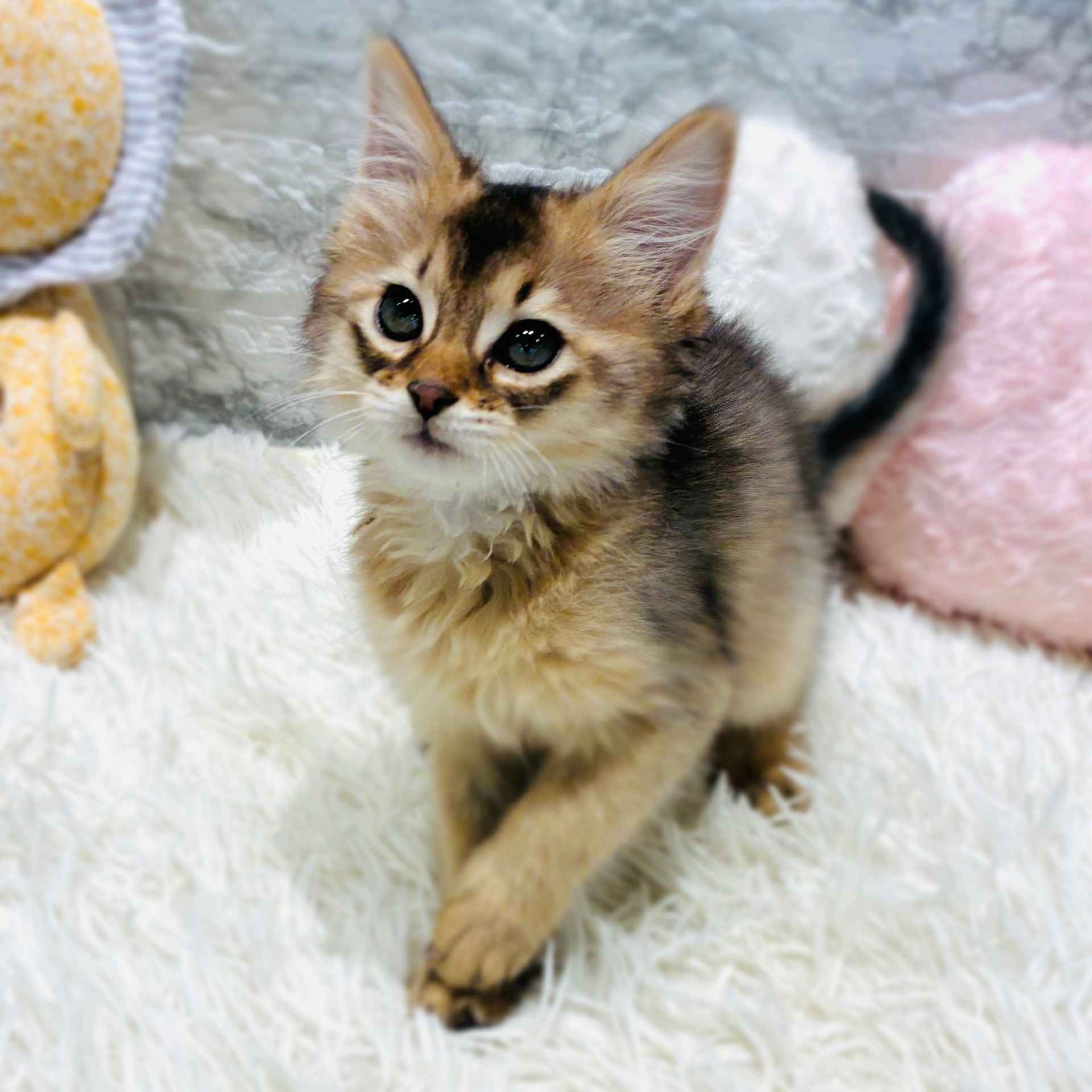 愛知県のソマリ (犬の家＆猫の里MiO香久山店/2025年10月21日生まれ/女の子/ルディ)の子猫の4枚目の画像