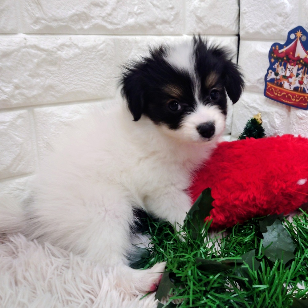 愛知県のパピヨン (犬の家＆猫の里MEGAドン・キホーテ東海名和店/2025年10月20日生まれ/男の子/トライカラー)の子犬の4枚目の画像
