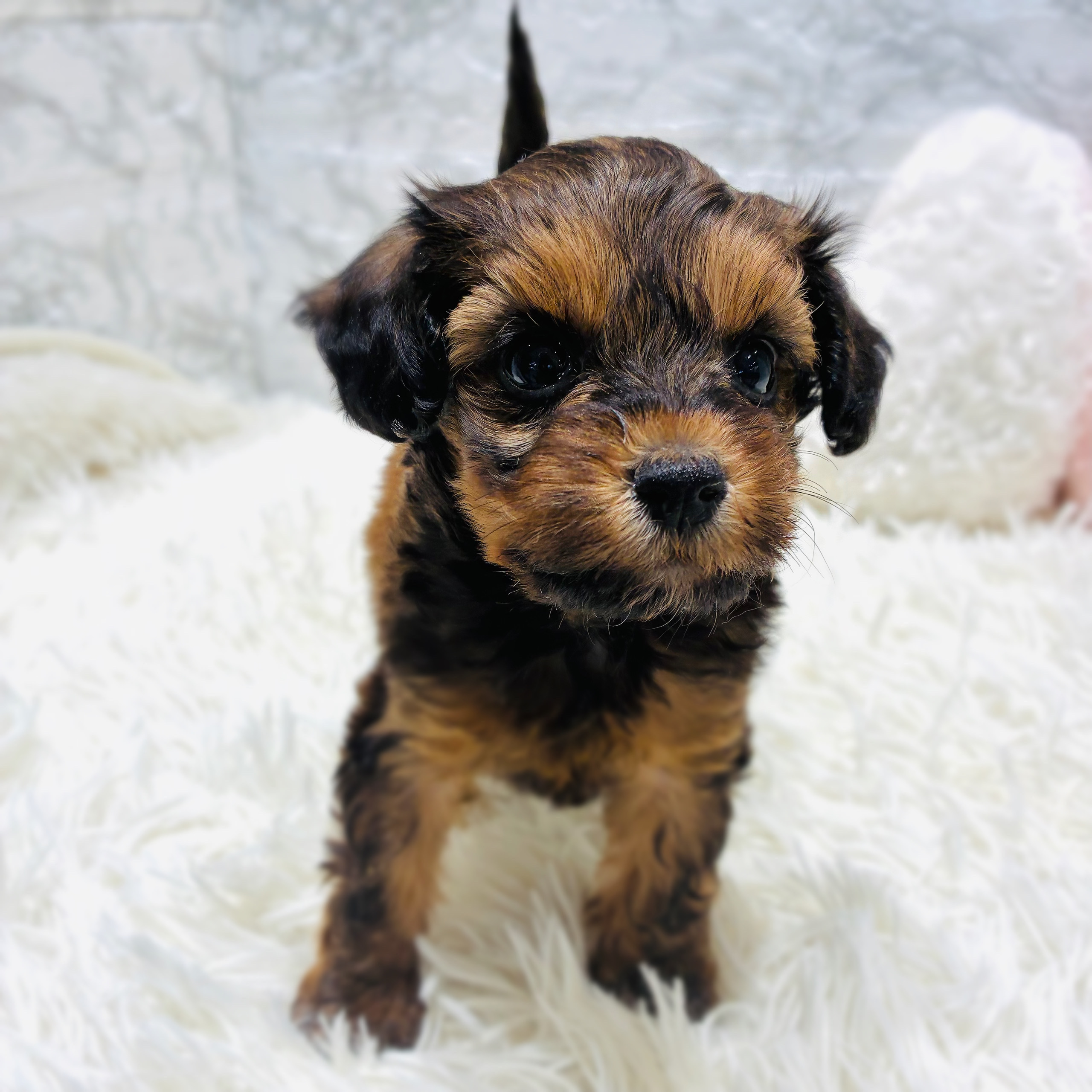 愛知県のハーフ犬・ミックス犬 (犬の家＆猫の里MiO香久山店/2025年10月20日生まれ/女の子/レッド)の子犬の4枚目の画像