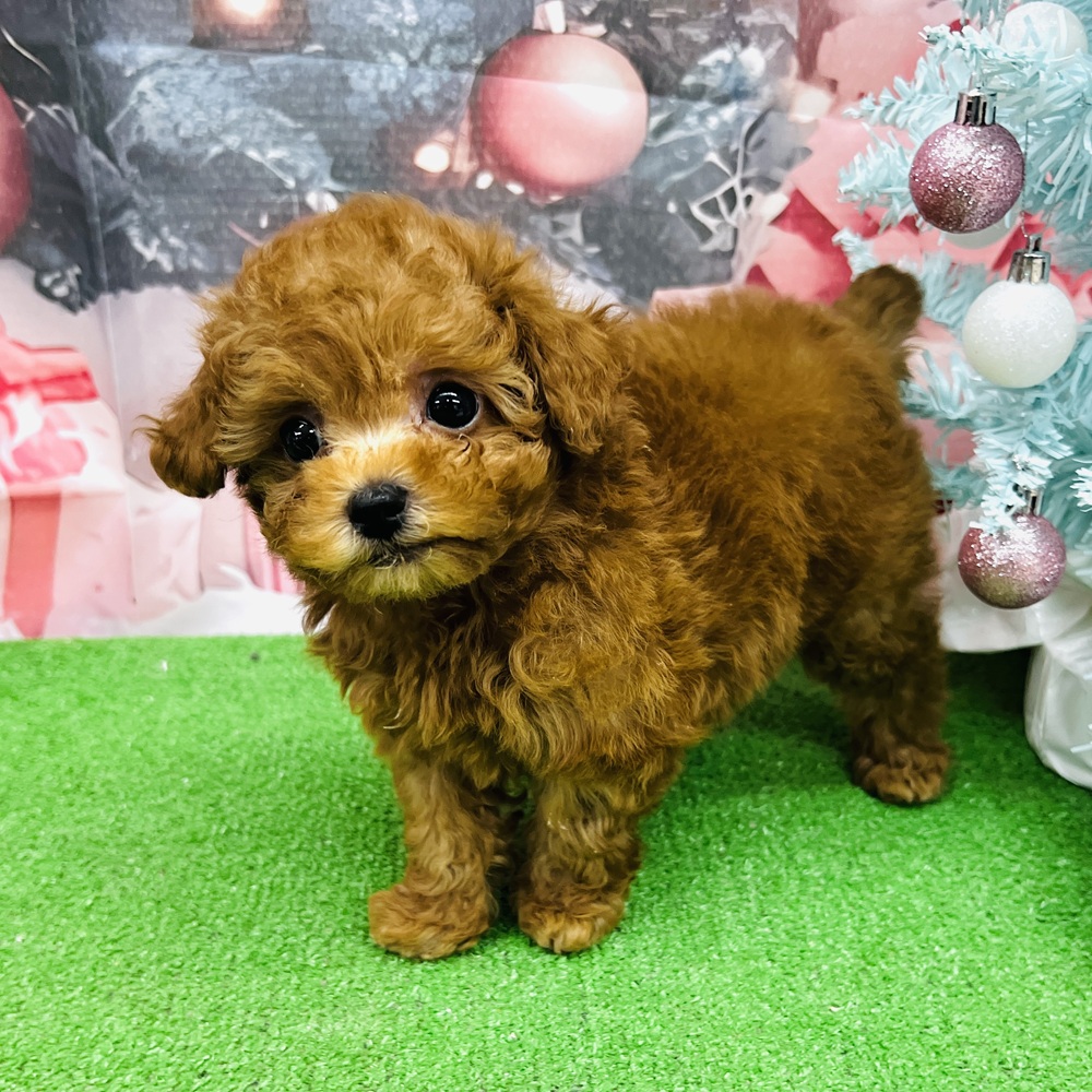 愛知県のトイプードル(トイ) (犬の家＆猫の里名古屋天白店/2025年10月22日生まれ/女の子/レッド)の子犬の4枚目の画像