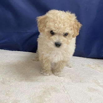 愛知県のビションプー(ビションフリーゼ×プードル) (犬の家＆猫の里一宮店/2025年10月22日生まれ/男の子/クリーム)の子犬の4枚目の画像