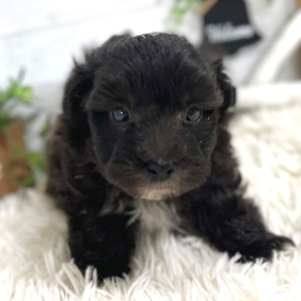愛知県のマルプー(マルチーズ×プードル) (犬の家＆猫の里豊田店/2025年10月21日生まれ/男の子/ブラックホワイト)の子犬の4枚目の画像