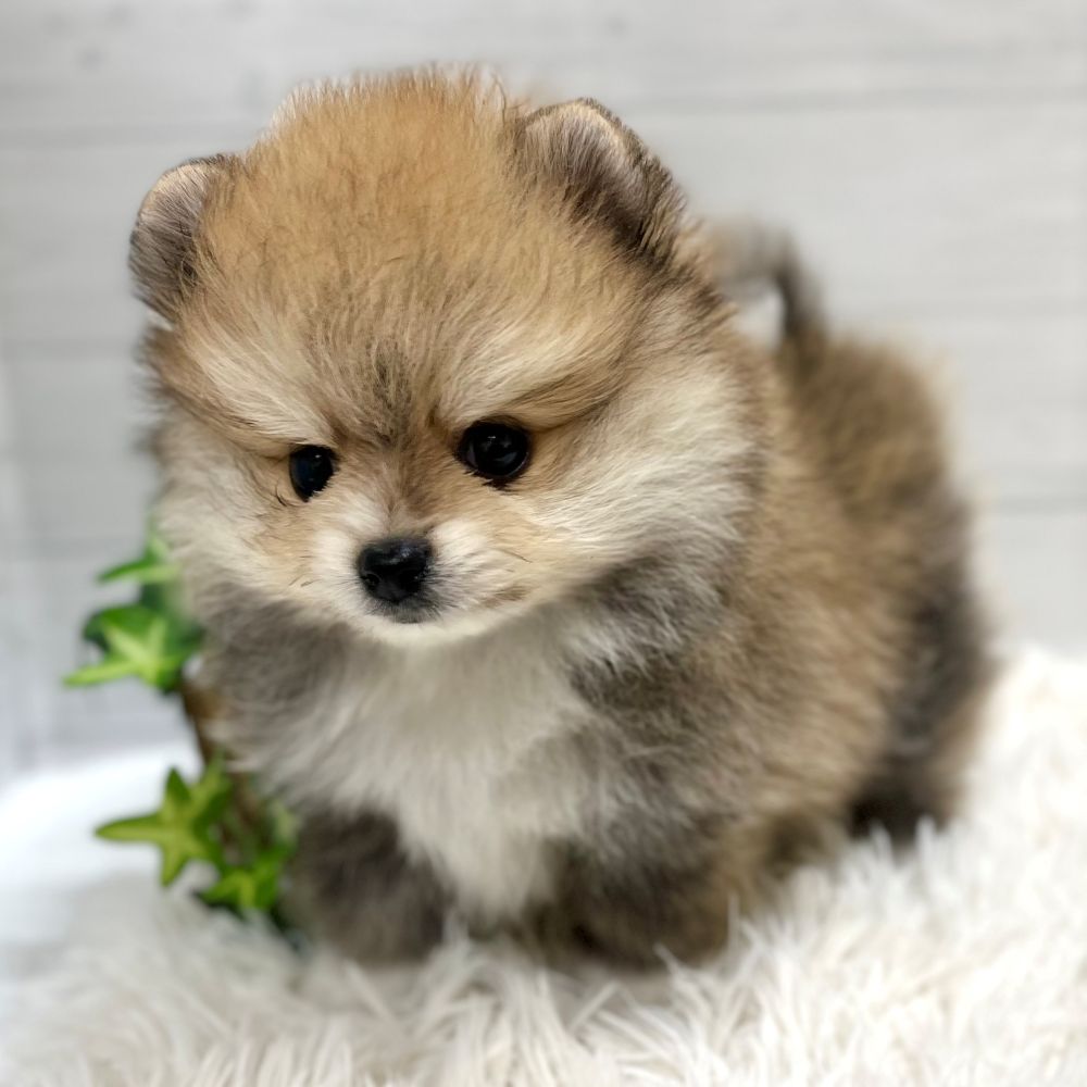 愛知県のポメラニアン (犬の家＆猫の里豊田店/2025年10月22日生まれ/男の子/オレンジ)の子犬の4枚目の画像