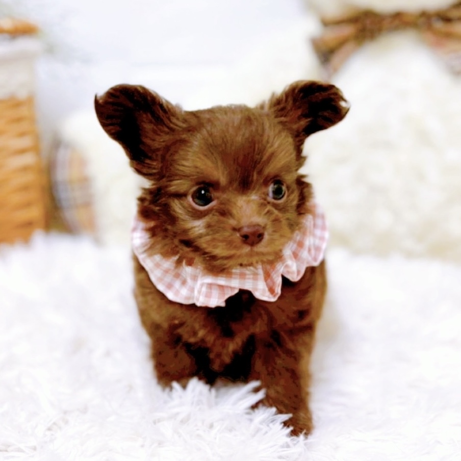 滋賀県のチワプー/プーチー(チワワ×プードル) (犬の家＆猫の里近江八幡店/2025年10月22日生まれ/女の子/チョコレート)の子犬の4枚目の画像