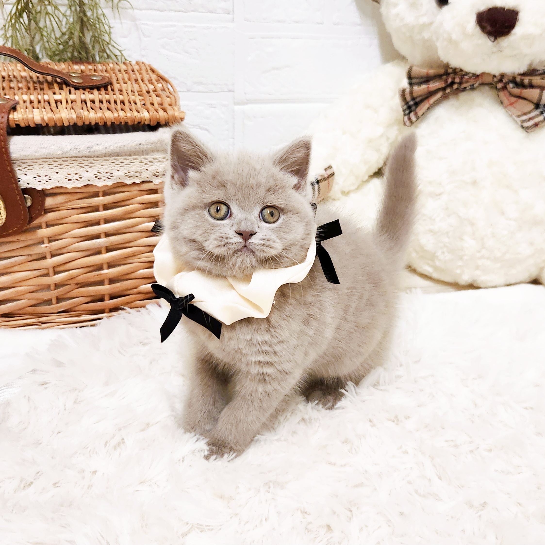 滋賀県のブリティッシュロングヘアー (犬の家＆猫の里近江八幡店/2025年10月23日生まれ/女の子/ライラック)の子猫の4枚目の画像