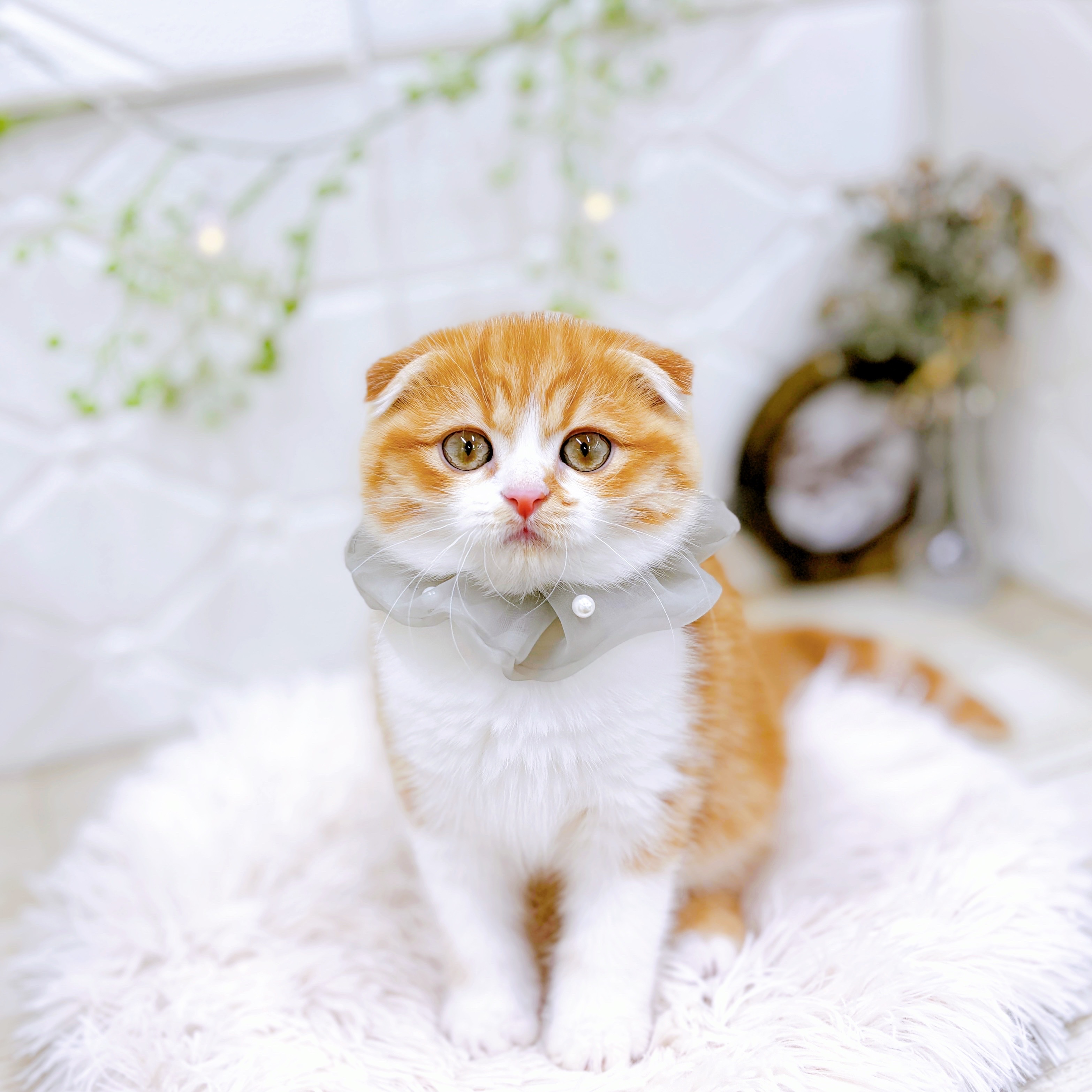 福井県のスコティッシュフォールド (犬の家＆猫の里アミーゴ福井店/2025年10月21日生まれ/男の子/レッドタビーホワイト)の子猫の4枚目の画像