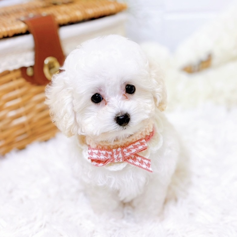 滋賀県のトイプードル(トイ) (犬の家＆猫の里近江八幡店/2025年10月22日生まれ/女の子/ホワイト)の子犬の4枚目の画像