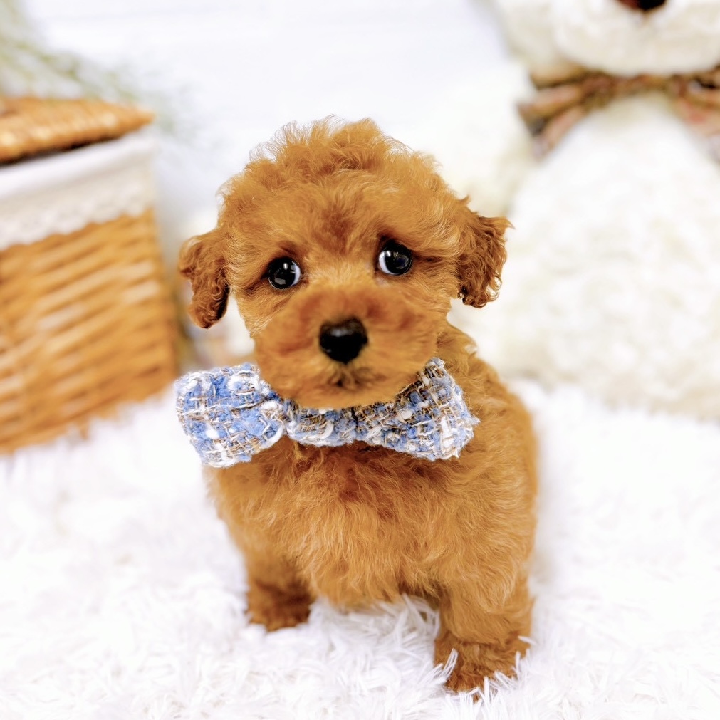 滋賀県のトイプードル(トイ) (犬の家＆猫の里近江八幡店/2025年10月21日生まれ/男の子/オレンジフォーン)の子犬の4枚目の画像