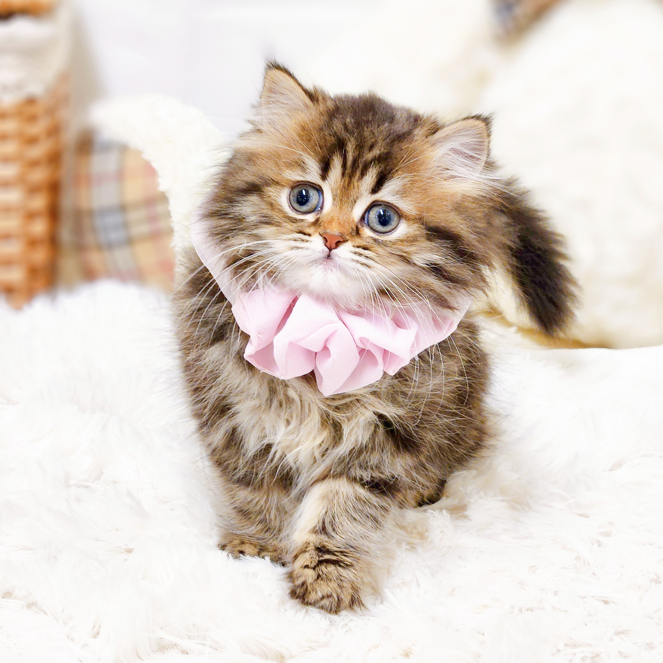 滋賀県のスコティッシュフォールド (犬の家＆猫の里近江八幡店/2025年10月12日生まれ/女の子/ブラウンパッチドタビー)の子猫の4枚目の画像