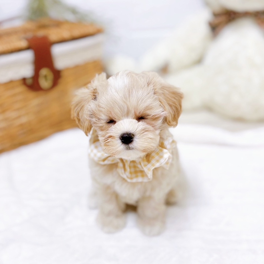 滋賀県のマルプー(マルチーズ×プードル) (犬の家＆猫の里近江八幡店/2025年10月22日生まれ/女の子/クリーム)の子犬の4枚目の画像