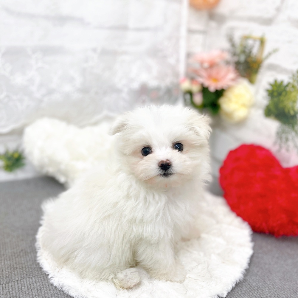 京都府のポメマル/マルポメ(ポメラニアン×マルチーズ) (犬の家＆猫の里京都樟葉店/2025年10月22日生まれ/女の子/ホワイト)の子犬の4枚目の画像