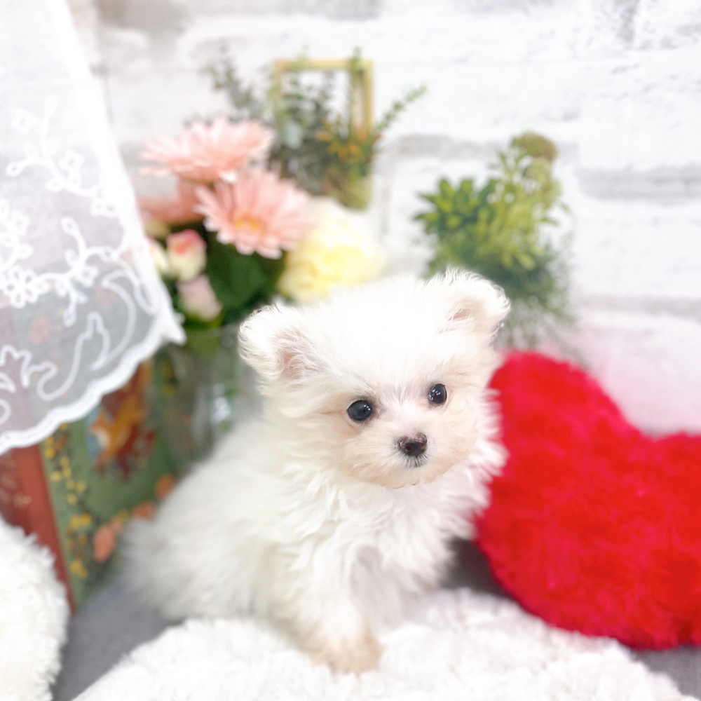 京都府のポメマル/マルポメ(ポメラニアン×マルチーズ) (犬の家＆猫の里京都樟葉店/2025年10月22日生まれ/女の子/ホワイト)の子犬の4枚目の画像