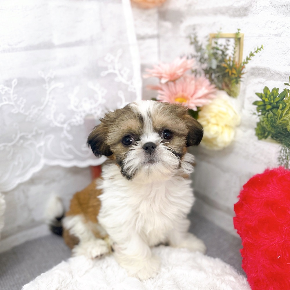 京都府のシーズー (犬の家＆猫の里京都樟葉店/2025年10月20日生まれ/女の子/ホワイトゴールド)の子犬の4枚目の画像