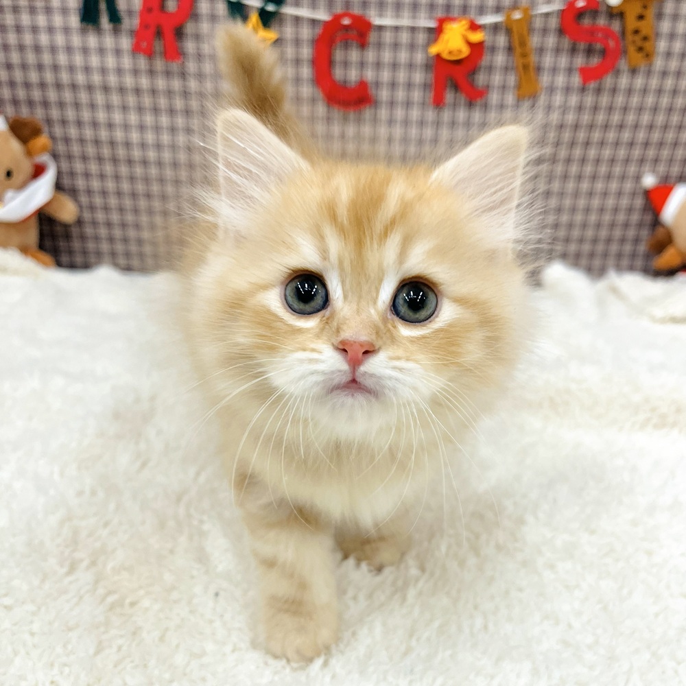 愛知県のサイベリアン (犬の家＆猫の里エアポートウォーク店/2025年10月24日生まれ/男の子/レッドタビーホワイト)の子猫の4枚目の画像