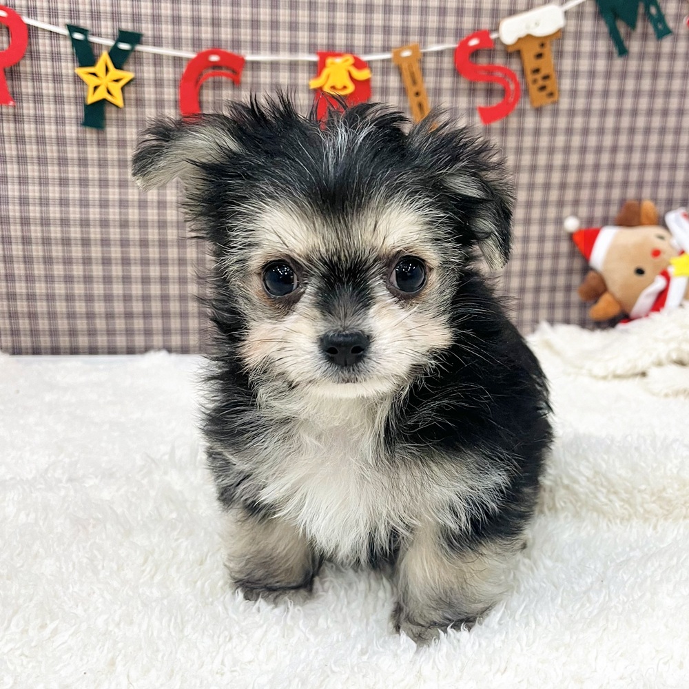 愛知県のチワマル/マルチワ(チワワ×マルチーズ) (犬の家＆猫の里エアポートウォーク店/2025年10月20日生まれ/男の子/ブラッククリームホワイト)の子犬の4枚目の画像