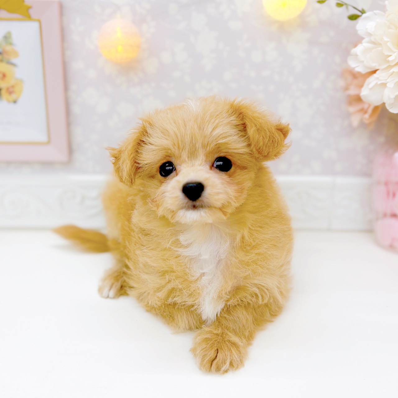 富山県のチワプー/プーチー(チワワ×プードル) (犬の家＆猫の里富山店/2025年10月20日生まれ/女の子/アプリコットホワイト)の子犬の4枚目の画像