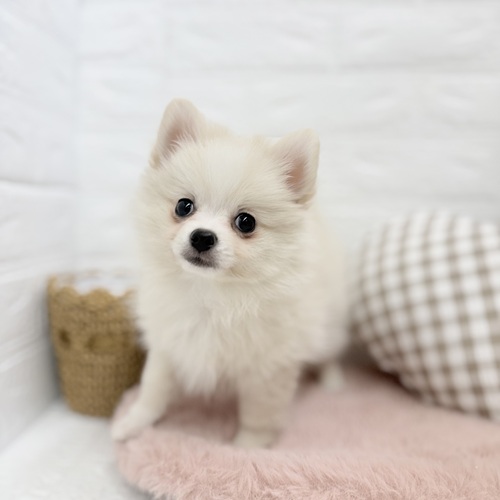 愛知県のポメチワ/チワポメ/ポメチー(ポメラニアン×チワワ) (犬の家＆猫の里豊川インター店/2025年10月20日生まれ/女の子/クリーム)の子犬の4枚目の画像
