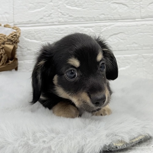 愛知県のチワックス(チワワ×ダックス) (犬の家＆猫の里豊川インター店/2025年10月23日生まれ/男の子/ブラックタン)の子犬の4枚目の画像