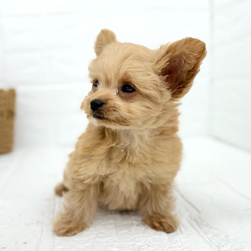 愛知県のチワプー/プーチー(チワワ×プードル) (犬の家＆猫の里豊川インター店/2025年10月22日生まれ/男の子/アプリコット)の子犬の4枚目の画像