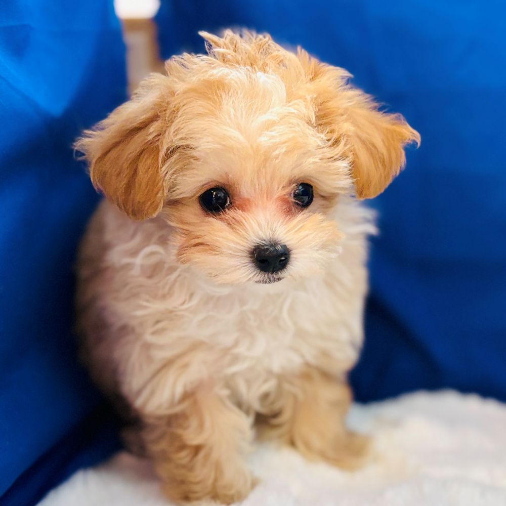 愛知県のマルプー(マルチーズ×プードル) (犬の家＆猫の里愛知刈谷店/2025年10月26日生まれ/男の子/アプリコットホワイト)の子犬の4枚目の画像