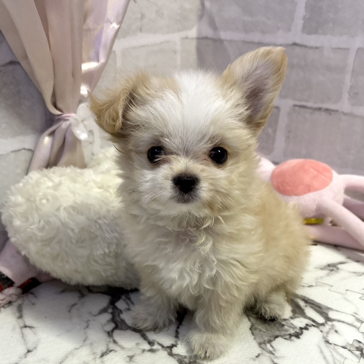 愛知県のチワマル/マルチワ(チワワ×マルチーズ) (犬の家＆猫の里岡崎店/2025年10月24日生まれ/女の子/クリームホワイト)の子犬の4枚目の画像