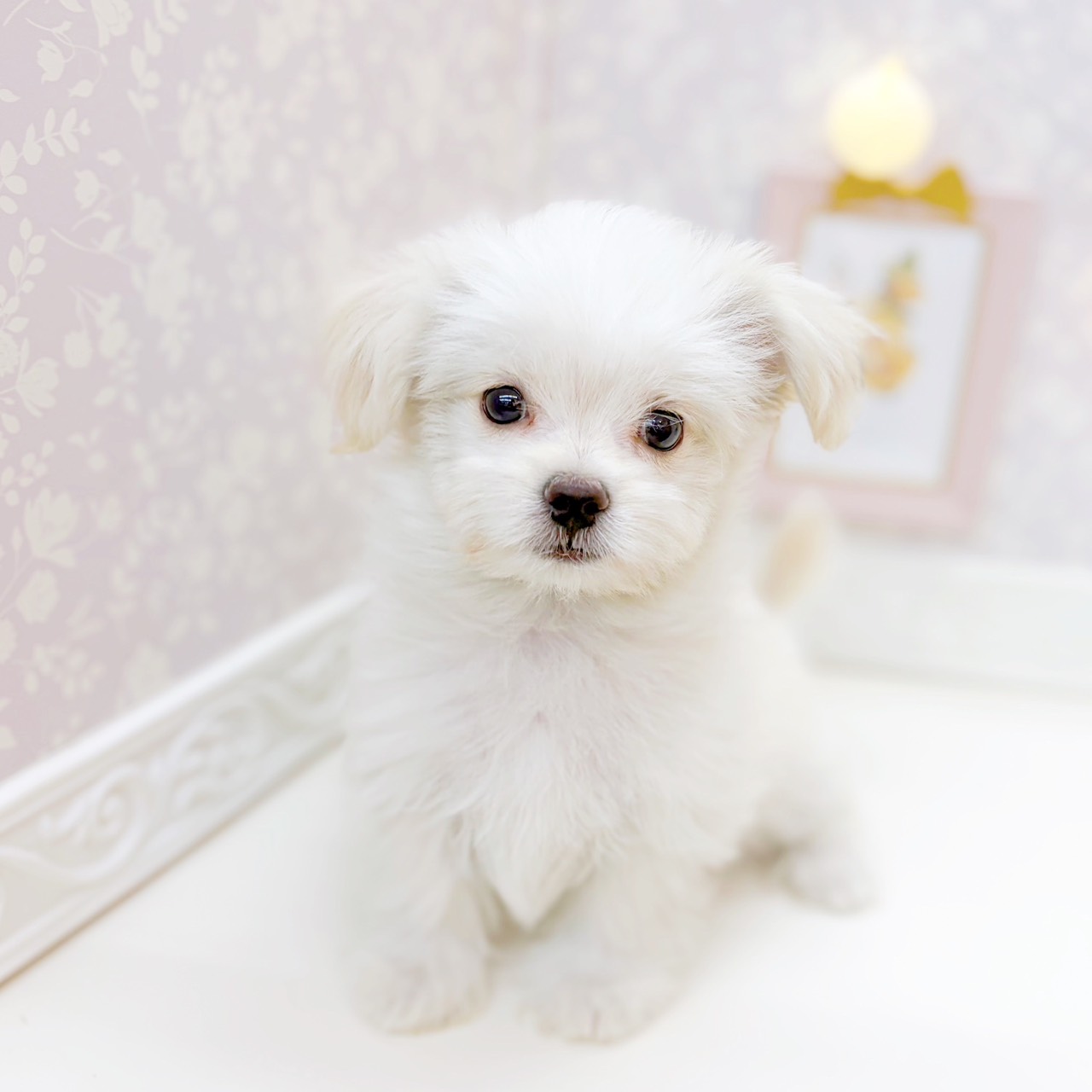 富山県のチワマル/マルチワ(チワワ×マルチーズ) (犬の家＆猫の里富山店/2025年10月24日生まれ/男の子/クリームホワイト)の子犬の4枚目の画像