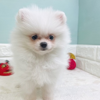 静岡県のポメラニアン (犬の家＆猫の里マークイズ静岡店/2025年10月23日生まれ/男の子/クリーム)の子犬の4枚目の画像