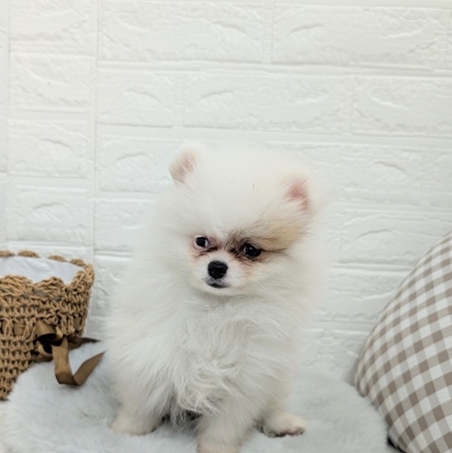 愛知県のポメラニアン (犬の家＆猫の里豊川インター店/2025年10月23日生まれ/男の子/パーティーカラー)の子犬の4枚目の画像
