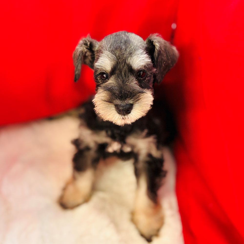 愛知県のミニチュアシュナウザー (犬の家＆猫の里愛知刈谷店/2025年10月23日生まれ/女の子/ソルトペッパー)の子犬の4枚目の画像