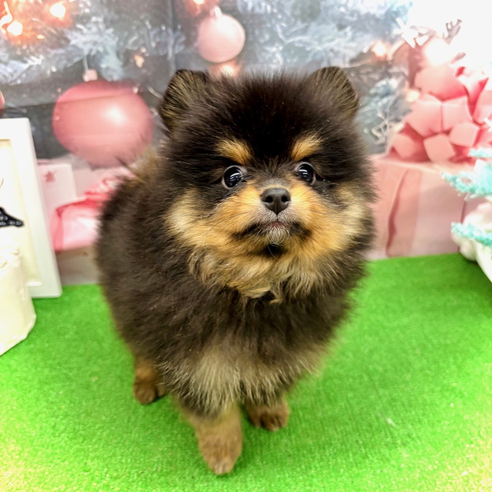 愛知県のポメラニアン (犬の家＆猫の里名古屋天白店/2025年10月25日生まれ/男の子/ブラックタン)の子犬の4枚目の画像