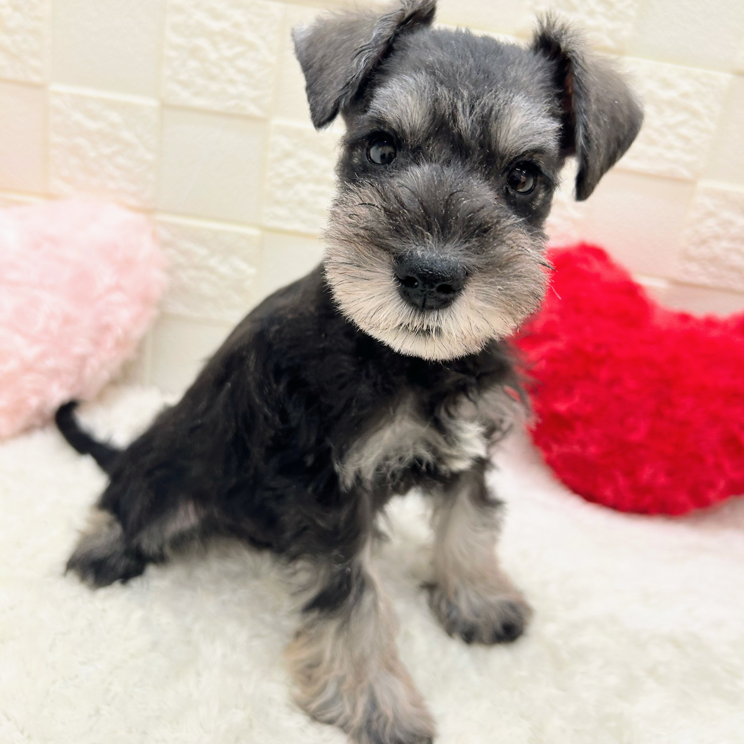 愛知県のミニチュアシュナウザー (犬の家＆猫の里アミーゴ神の倉店/2025年10月23日生まれ/男の子/ソルトペッパー)の子犬の4枚目の画像