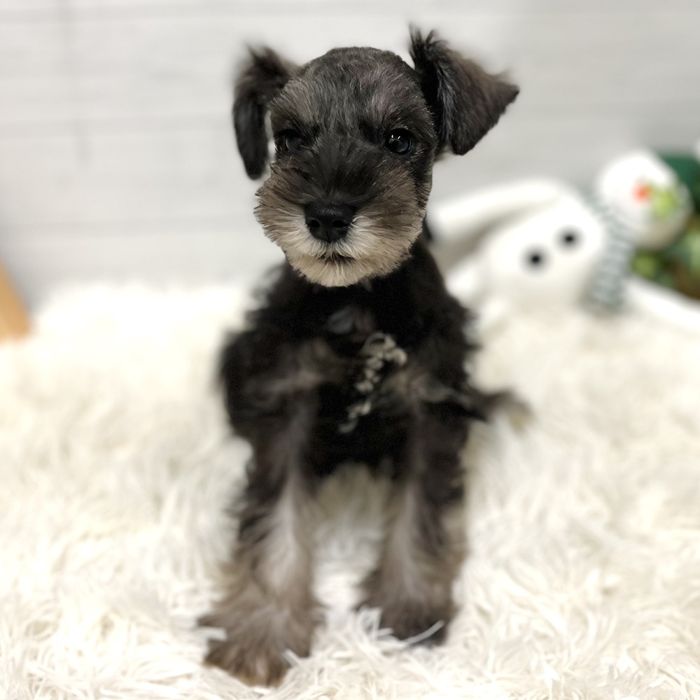 愛知県のミニチュアシュナウザー (犬の家＆猫の里豊田店/2025年10月23日生まれ/女の子/ソルトペッパー)の子犬の4枚目の画像