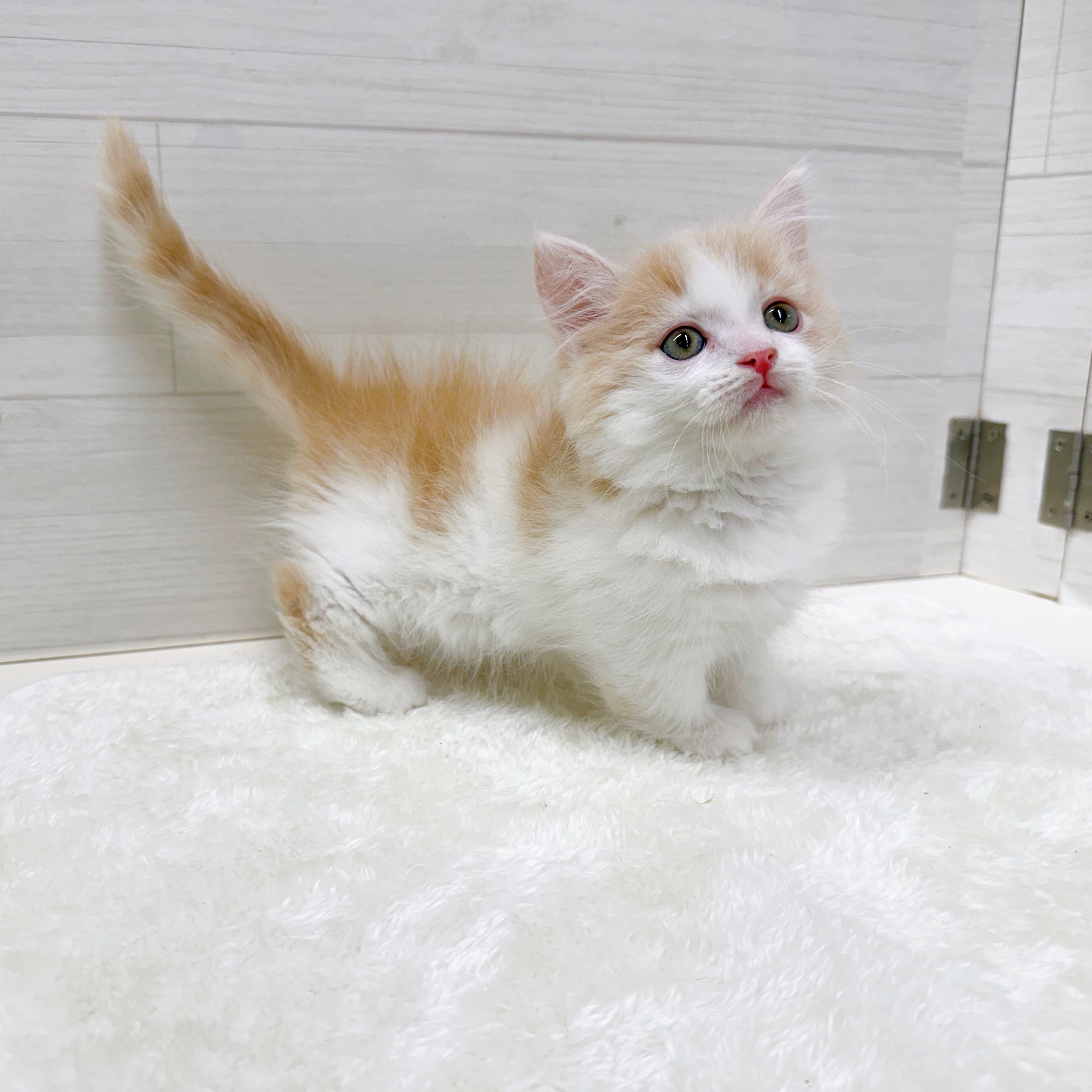 石川県のミヌエット (犬の家＆猫の里アミーゴ金沢おこばた店/2025年10月24日生まれ/男の子/クリームタビーホワイト)の子猫の4枚目の画像