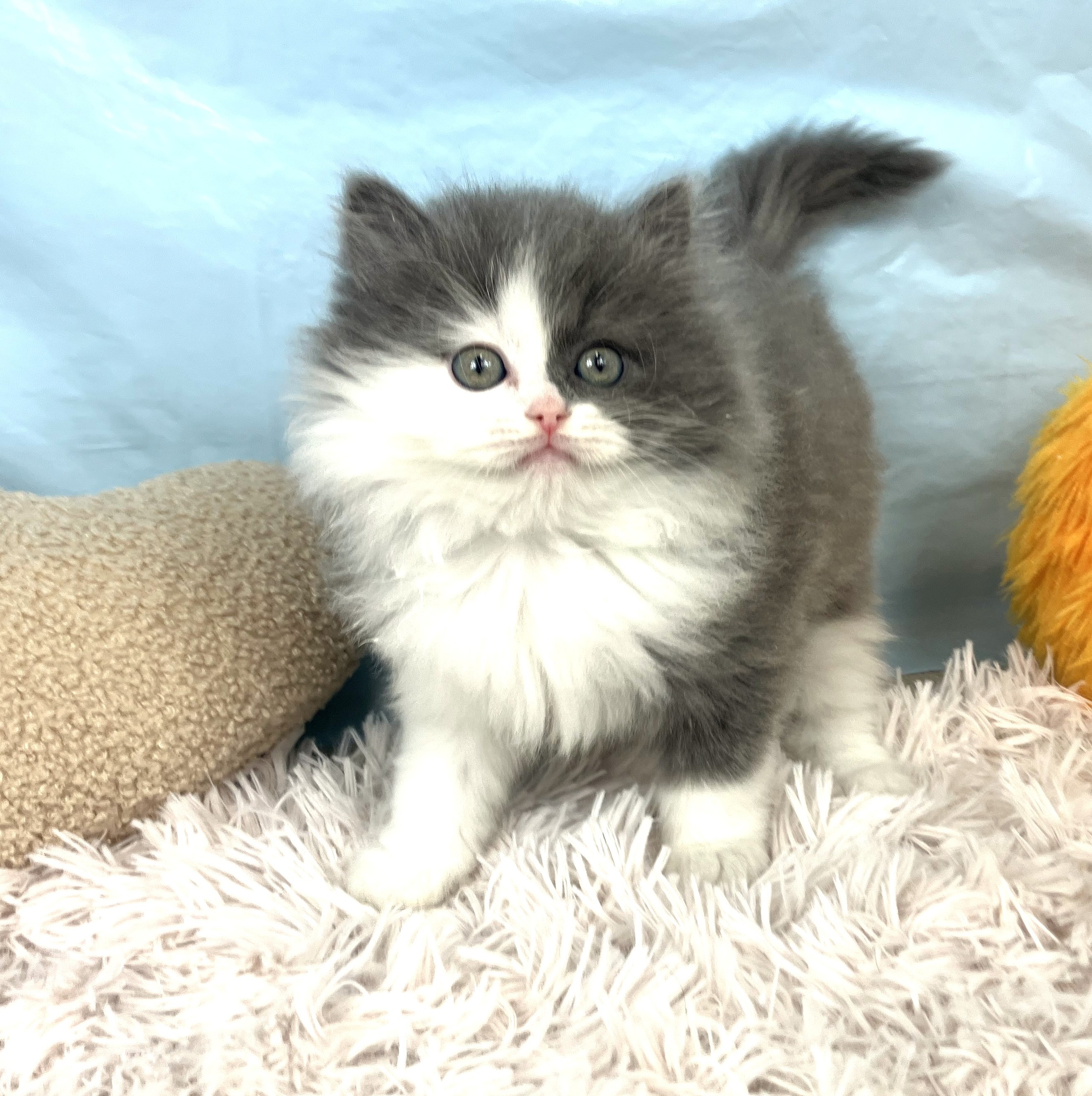 兵庫県のサイベリアン (犬の家＆猫の里川西店/2025年10月20日生まれ/男の子/ブルータビーホワイト)の子猫の4枚目の画像