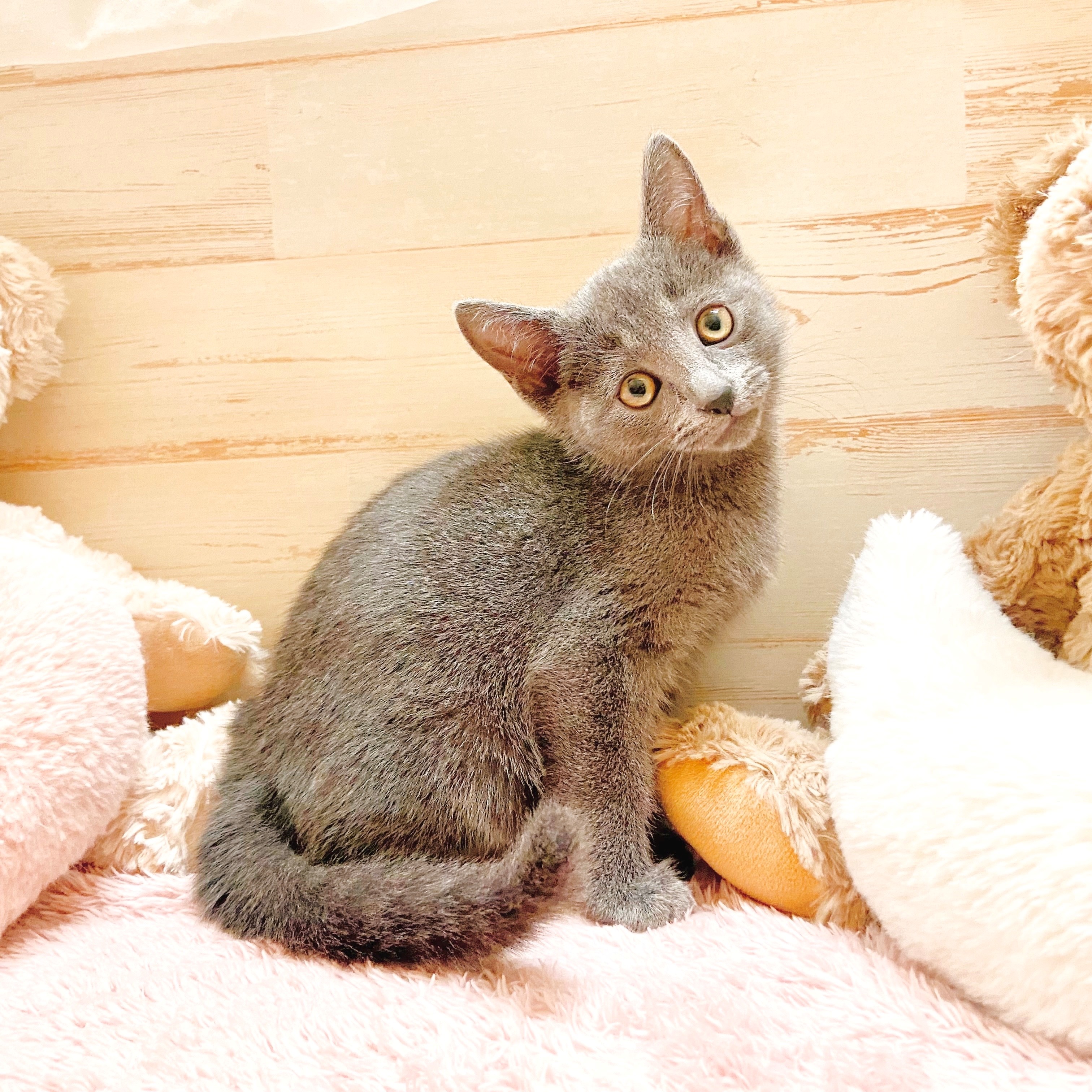 兵庫県のロシアンブルー (犬の家＆猫の里神戸店/2025年10月15日生まれ/男の子/ブルー)の子猫の4枚目の画像