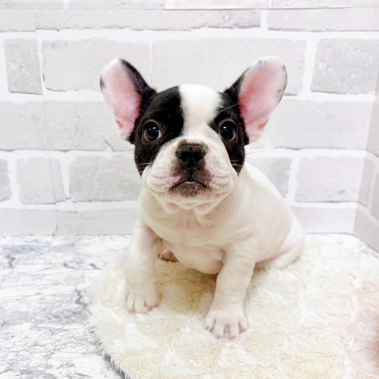 京都府のフレンチブルドッグ (犬の家＆猫の里京都精華店/2025年10月21日生まれ/女の子/パイド)の子犬の4枚目の画像
