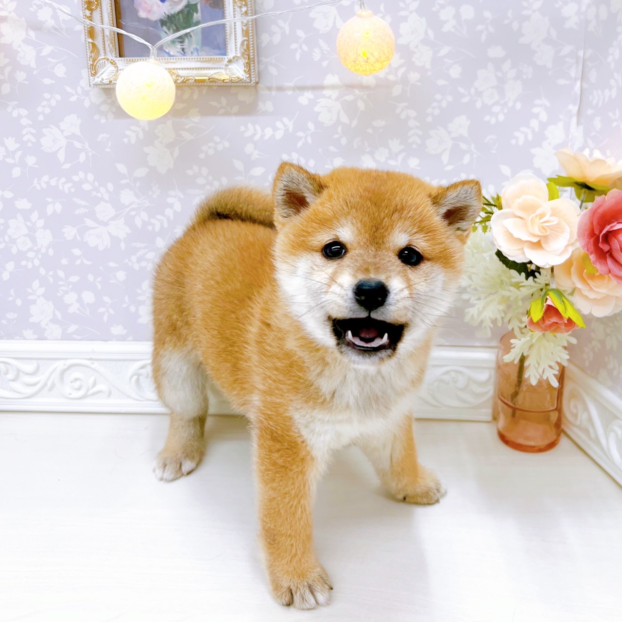 富山県の柴犬(標準サイズ) (犬の家＆猫の里アミーゴ山室店/2025年10月26日生まれ/女の子/赤)の子犬の4枚目の画像