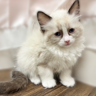 兵庫県のラグドール (犬の家＆猫の里カナート西神戸店/2025年10月26日生まれ/女の子/シールポイントバイカラー)の子猫の4枚目の画像