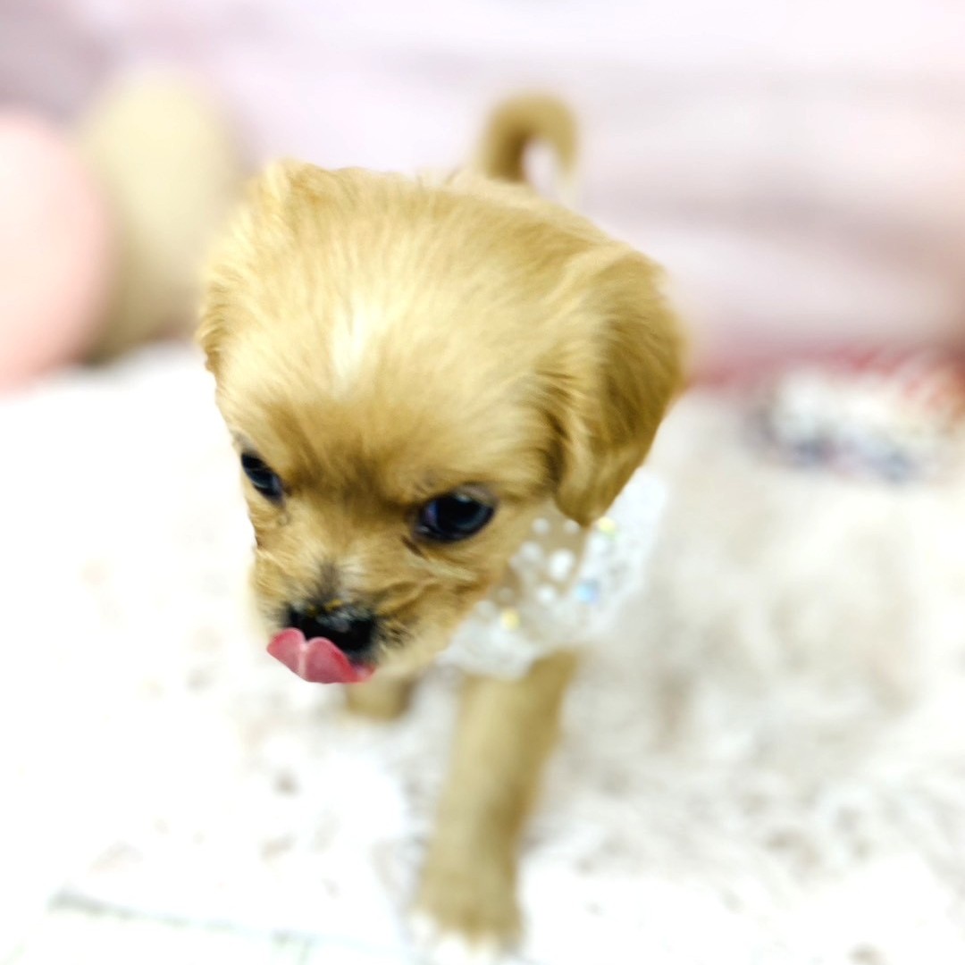 兵庫県のハーフ犬・ミックス犬 (犬の家＆猫の里川西店/2025年10月24日生まれ/女の子/クリーム)の子犬の4枚目の画像