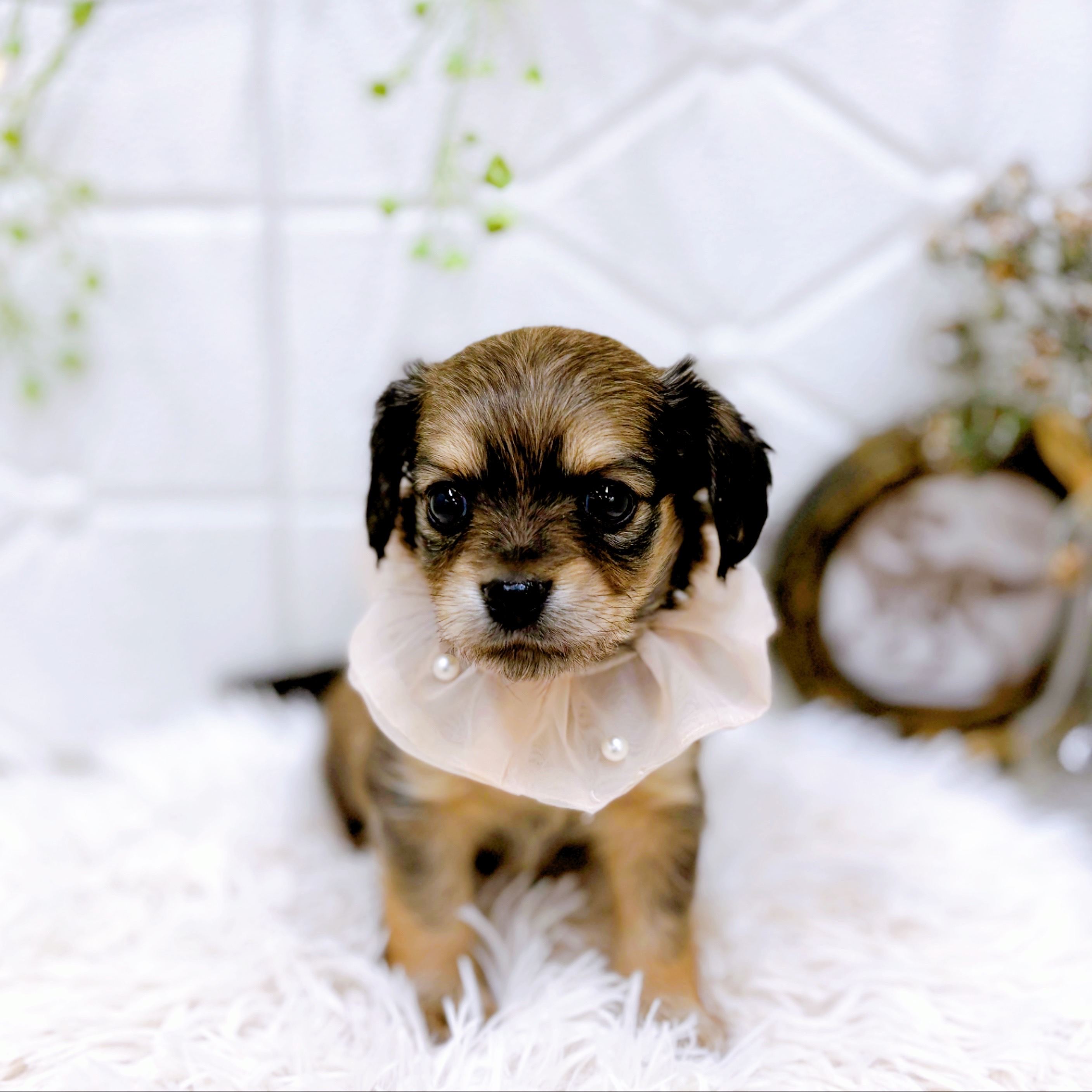 福井県のチワックス(チワワ×ダックス) (犬の家＆猫の里アミーゴ福井店/2025年10月26日生まれ/女の子/セーブルフォーン)の子犬の4枚目の画像